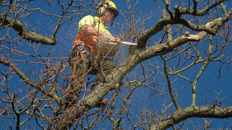 A trained and qualified tree surgeon working on a damaged tree. Photograph: Richard Johnston