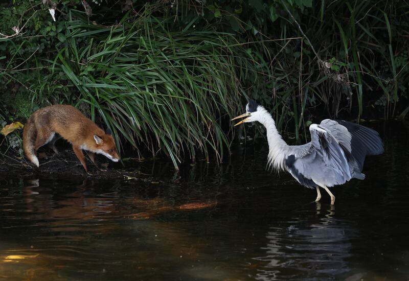 The fox and the heron: Natural foes engaging on the Dodder riverbank near Rathfarnham, Dublin. Photograph: Nick Bradshaw/The Irish Times