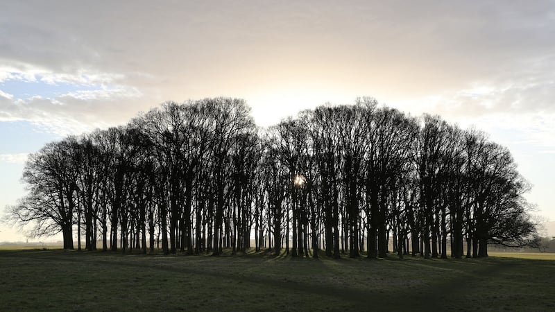 Oak trees in Phoenix Park. File photograph: Nick Bradshaw/The Irish Times