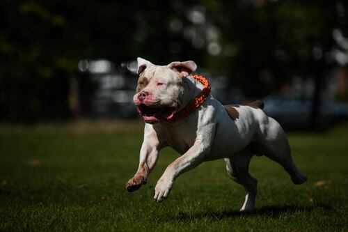 XL bully dogs to be banned, with penalties including fines of up to €2,500 or jail