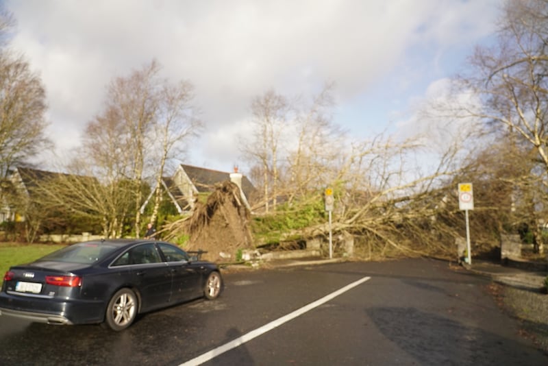 An entrance to a housing estate in Castlebar, Co Mayo, was blocked by a fallen tree after storm Éowyn. Photograph: Enda O’Dowd 