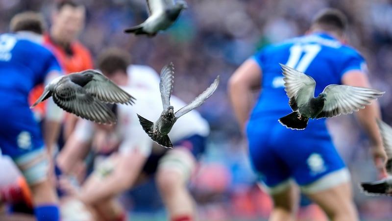 Pigeons look to get involved in the action at the Stadio Olimpico, Rome. Photograph: Matteo Ciambelli/Inpho