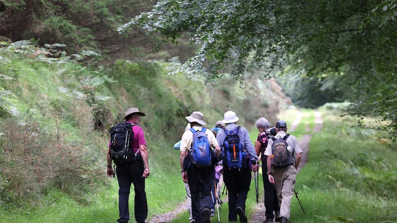 Rustic pleasure while walking  in the Glen Of The Downs, Co Wicklow. Photograph: Dara MacDónaill/The Irish Times