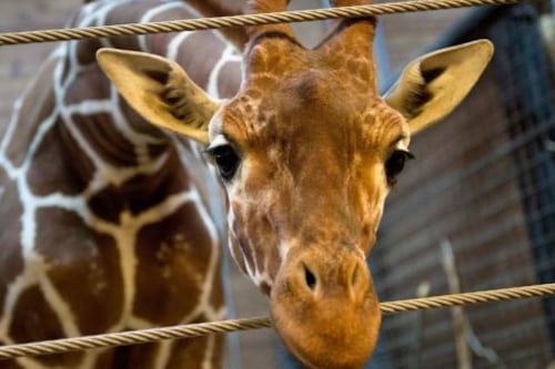 Dublin Zoo ‘saddened’ at decision to put down giraffe