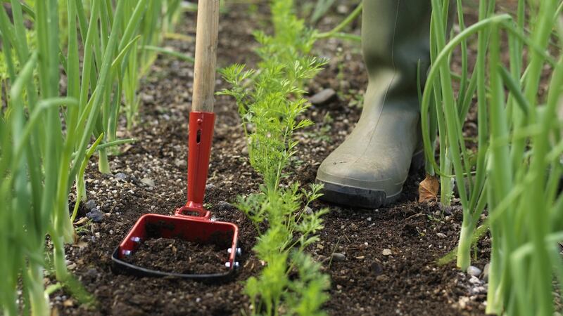 An oscillating hoe. Photograph:  Richard Johnston