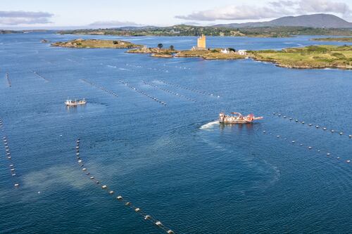 Several farmers had a notion to grow ‘something different’ in west Cork in the 1980s.  The idea took off