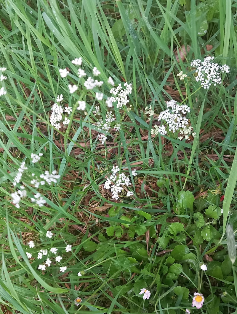 Pignut. Photograph: Catriona Hand