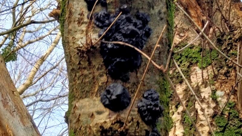 Witch’s butter fungus