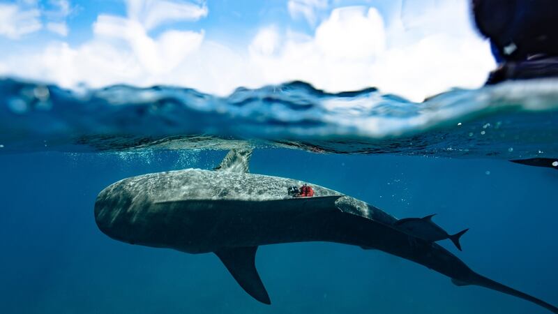 A tiger shark is released after tagging.