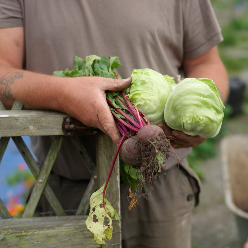 A home grown harvest of beetroot and lettuce. Photograph: Richard Johnston