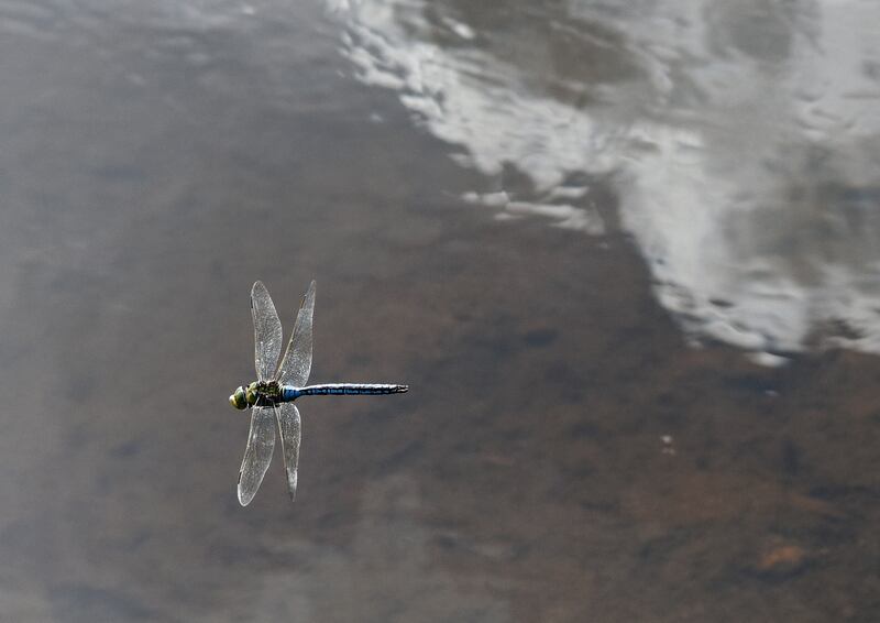 An emperor dragonfly patrols above a pond on the Bee Sanctuary. Photograph: Clare-Louise Donelan