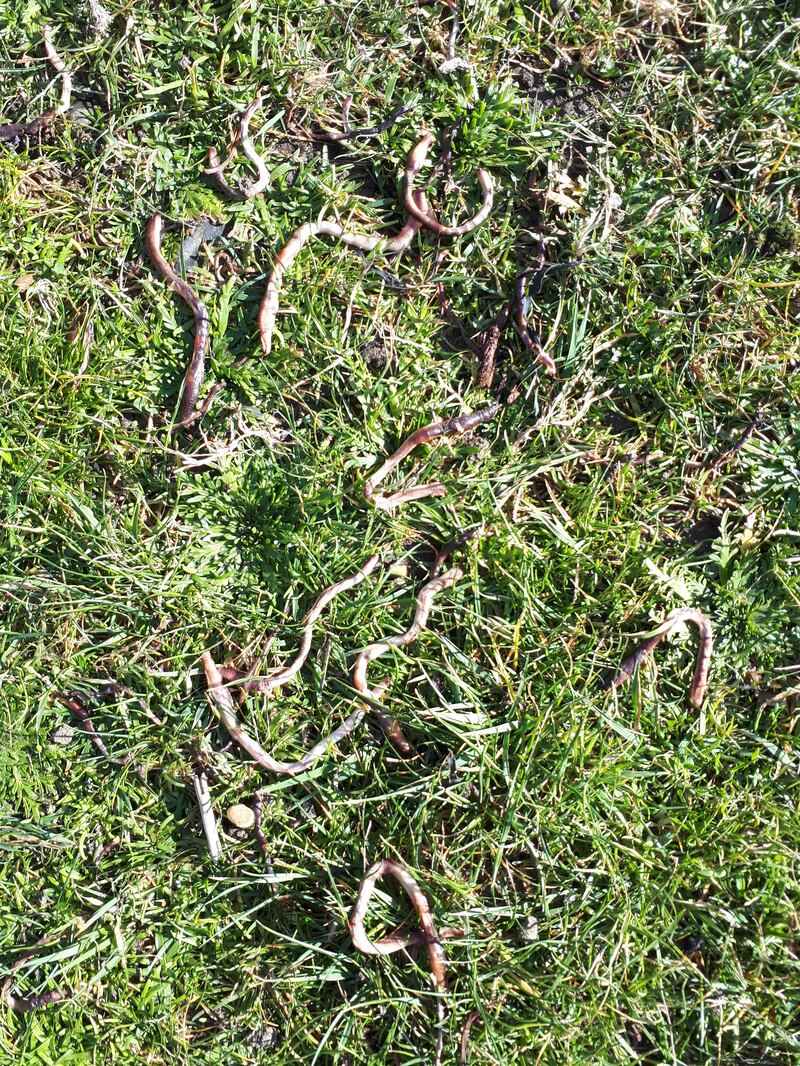 Earthworms. Photograph supplied by Maeve Edwards