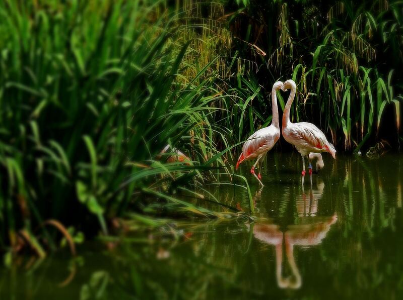 Love Reflected - Flamingos of Dublin Zoo. Photograph: Eimear McKeown