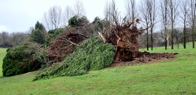 Storm Eowyn damage to Rossmore Golf Club