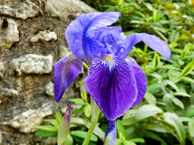 Blue Bearded Iris. 