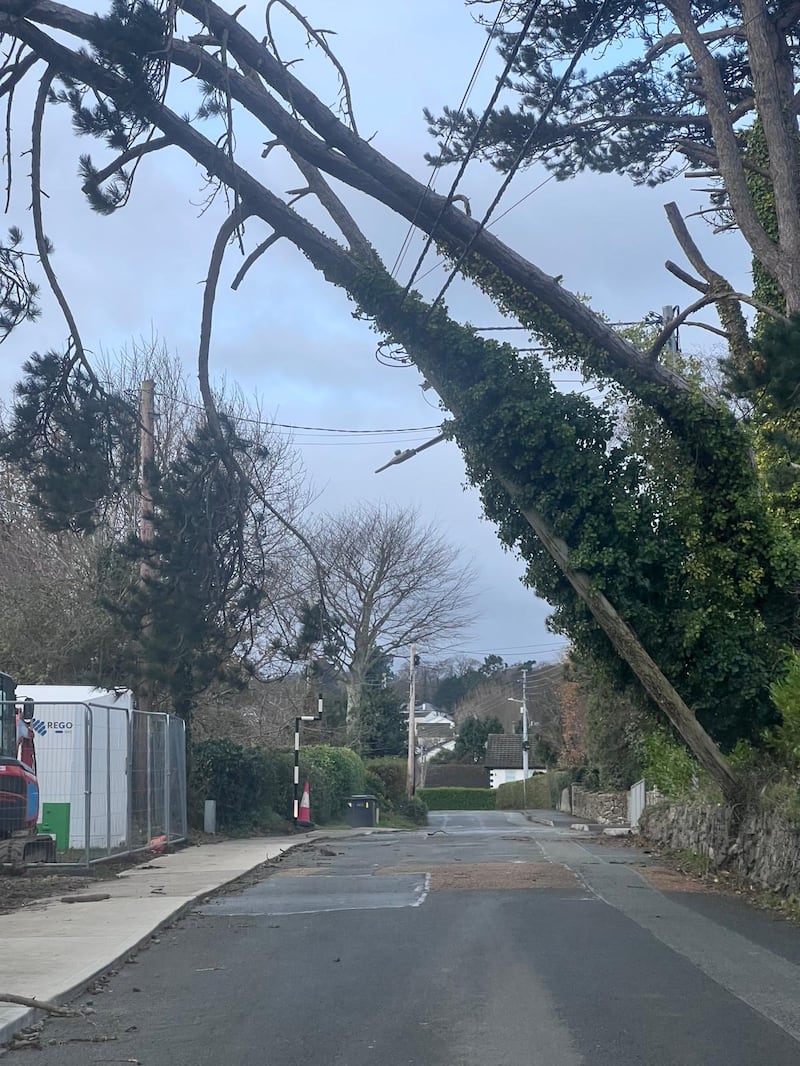 A fallen tree on Church Lane, Greystones, Wicklow