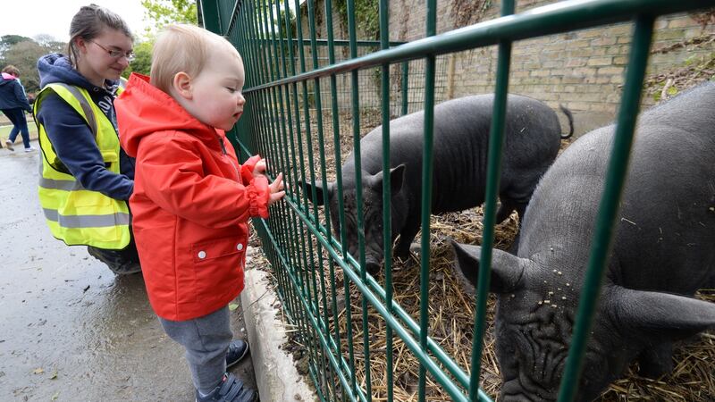 Con Faughnan from Raheney with volunteer Caitríona Marsh with the Vietnamese pot-bellied pigs at Dublin city’s first urban farm. Photograph: Alan Betson / The Irish Times