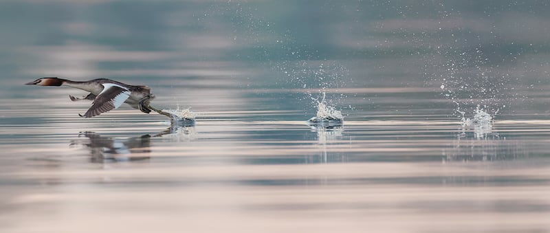 A great crested grebe runs along the water on Lough Ennell, Co Westmeath at sunrise. Photograph: James Crombie