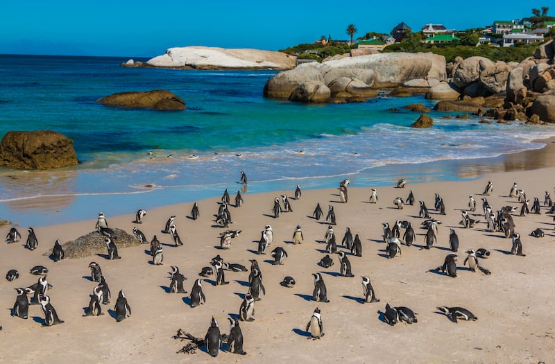 Boulders Beach, near Cape Town, South Africa