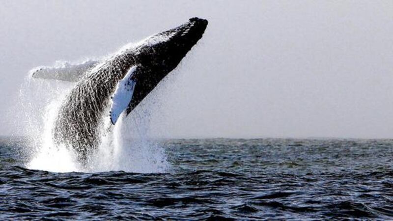 A humpback whale breaching in waters off Hook Head, Co Wexford. Footage of the mammals will be screened in the upcoming Wild Journeys series on RTÉ which tells the story of humpback whale migration between Ireland and the Cape Verdes islands. Photograph: Padraig Whooley/ IWDG/PA Wire