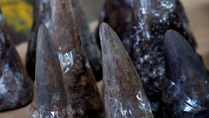 Smuggled: carved rhino horns seized by Hong Kong customs officials. Photograph: Lam Yik Fei/Getty