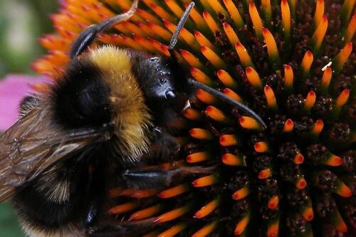 Plight of the bumblebee: climate change puts insect at risk
