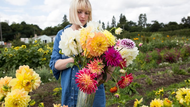 Dahlias. Photograph: Getty