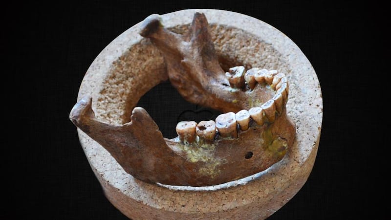 The well-aligned teeth and lower jaw of a Mesolithic hunter-gatherer Photograph: Olivia Cheronet