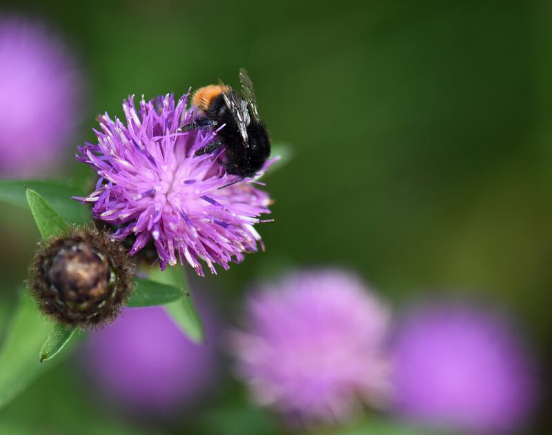 Red-arsed bumblebee foraging on a Knapweed wildflower. Photograph: Clare-Louise Donelan