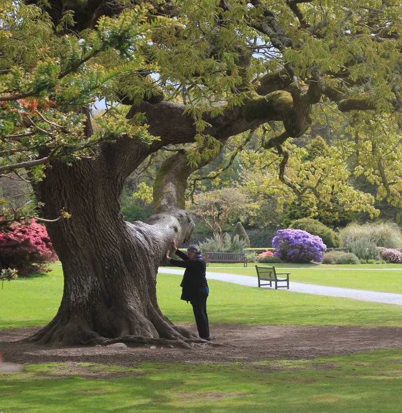 Maria Campbell with a tree in Killarney