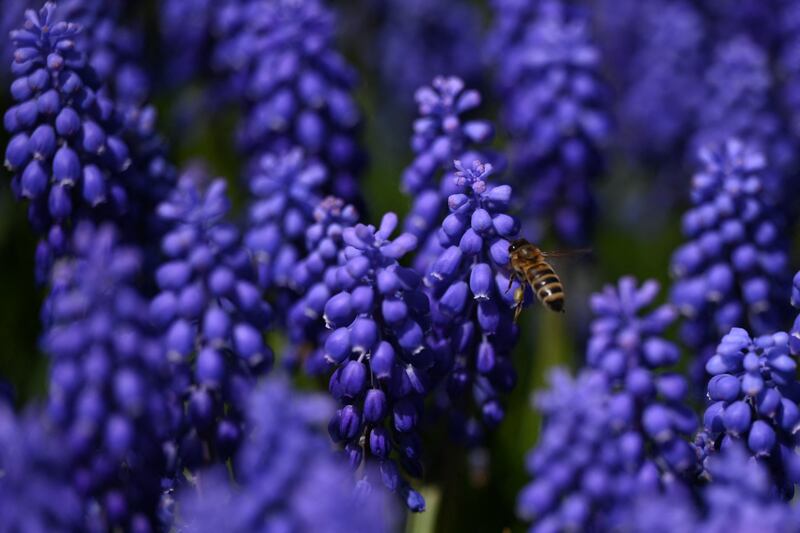 A bee gathers nectar from flowers at Emirgan Park in the Bosphorus area in Istanbul. Photograph: Ozan Kose/AFP via Getty Images