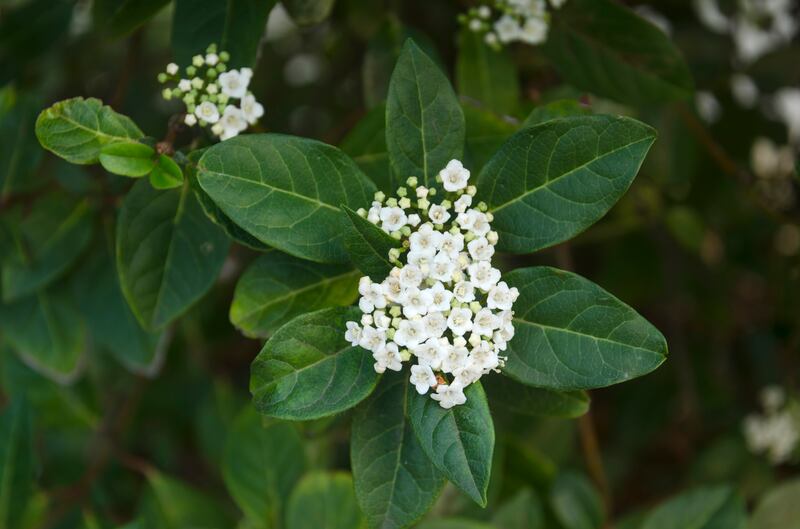 Viburnum tinus (laurustinus). Photograph: Getty