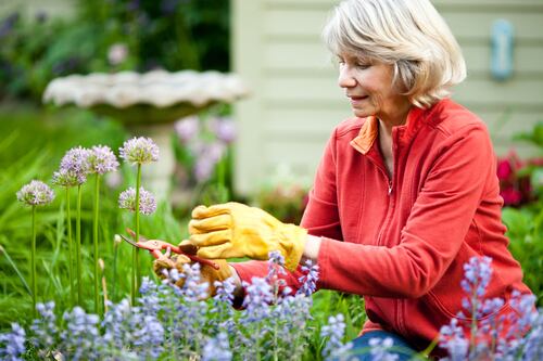 Tried-and-trusted techniques to help plants to grow back more strongly than ever