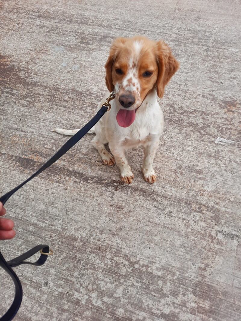 Revenue officers seized almost 163kg of cocaine at Rosslare Europort with the assistance of Revenue’s mobile X-ray scanner and detector dog Daithi, in a horsebox which had arrived from Cherbourg, France.