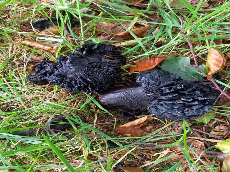 Russula nigricans: Upon bruising, the flesh reddens and later turns black, due to melanin production. Photograph: Eithne O'Callaghan