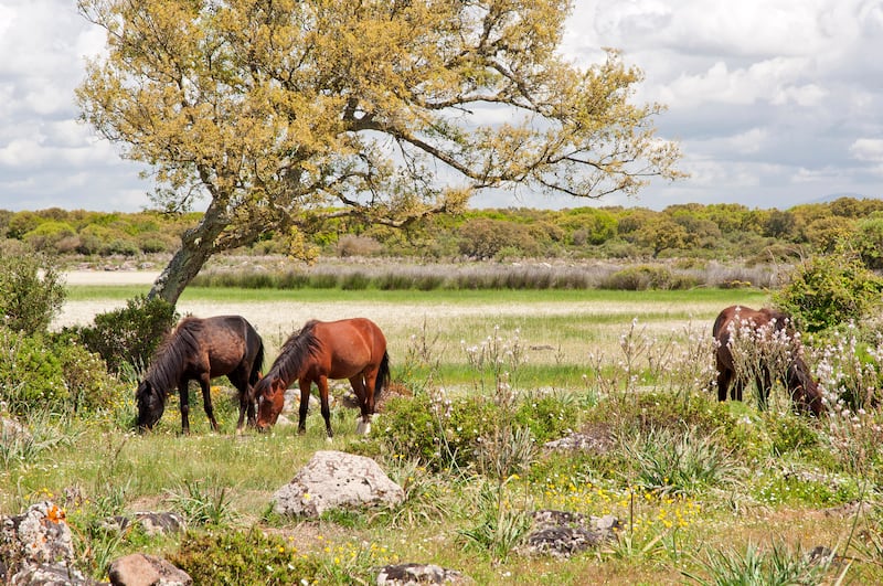 Giara's wild horses, Giara basaltic upland, Medio Campidano, Sardinia. Photograph: Fabiano Caddeo/iStock