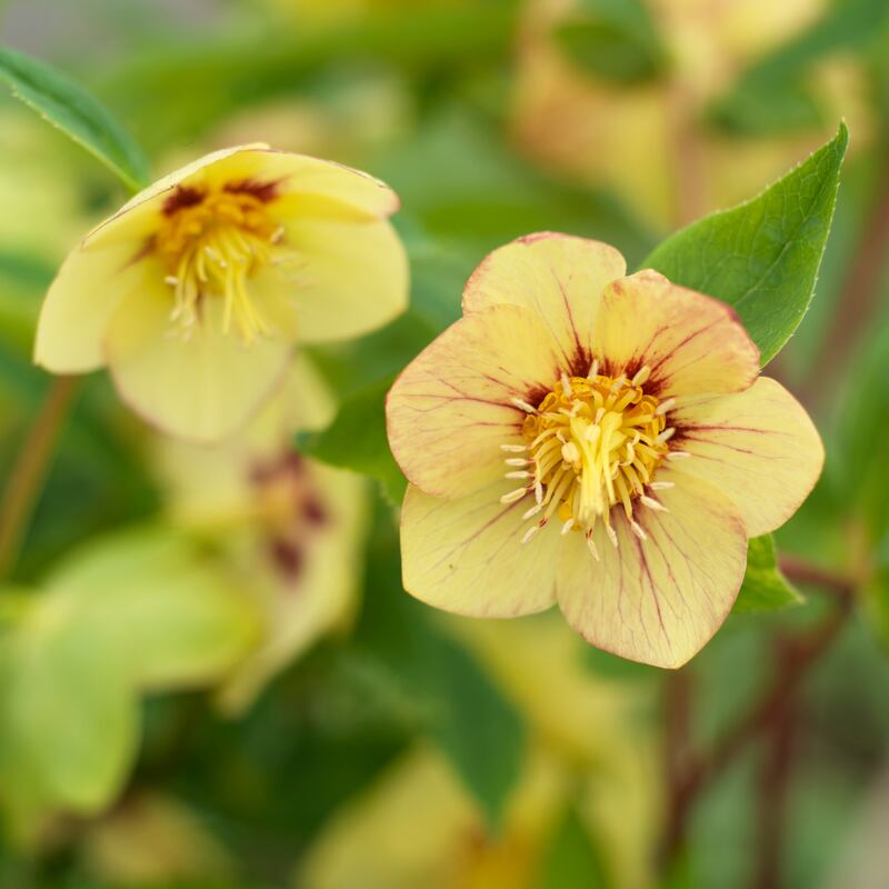 A yellow-flowered form of Helleborus x hybridus. Photograph: Richard Johnston