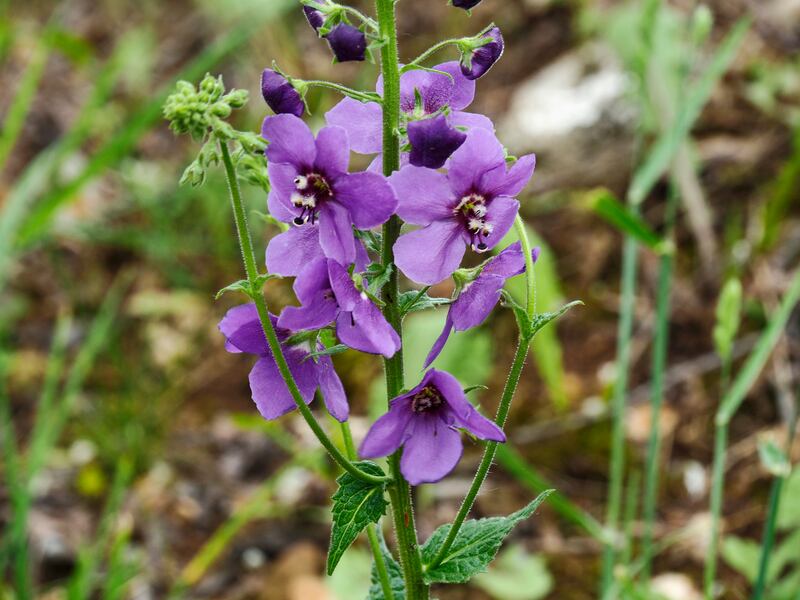 Purple mullein (verbascum phoeniceum)