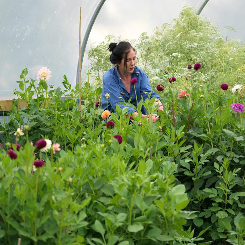 Fionnuala Fallon tending to plants in her polytunnel. Photograph: Richard johnston