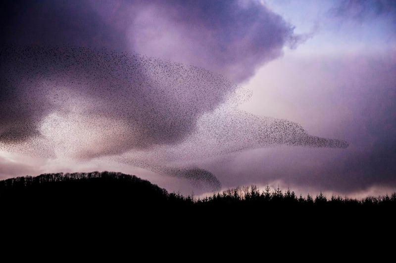 A starling murmuration rises from the forest, just outside Fedamore, Co Limerick. Photograph: Brian Arthur