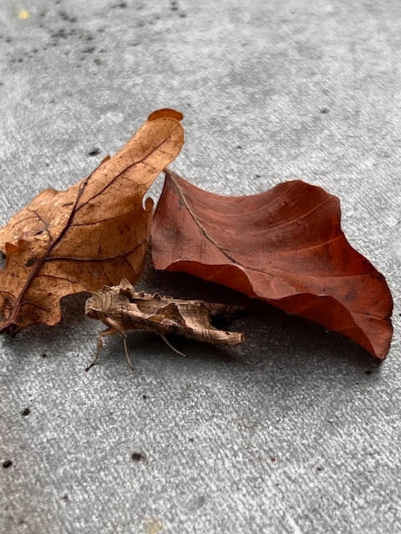 angle shades moth, supplied by Philip Rock