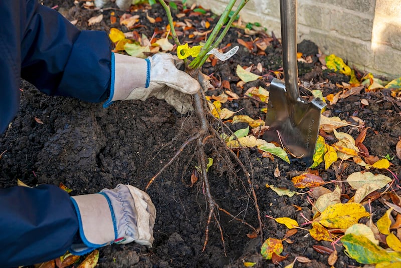 Planting a bare-rooted rose. Photograph: Alamy/PA