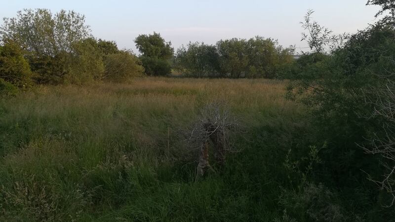 The rewilded lands run down to the Delvin river