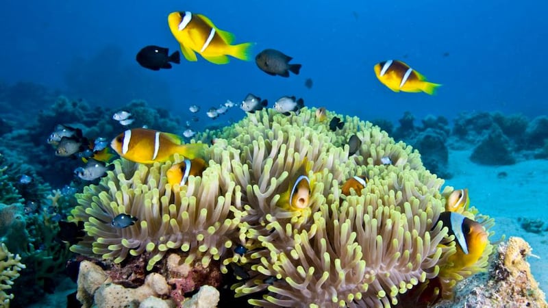 The Great Barrier Reef, Australia