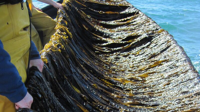 Farmed Alaria esculenta grown in Bantry bay adjacent to a salmon farm