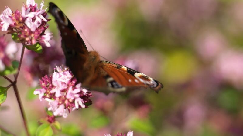 A peacock butterfly feeding on the nectar-rich flowers of oregano growing in Ashtown walled garden in the Phoenix Park. Photograph: Richard Johnston