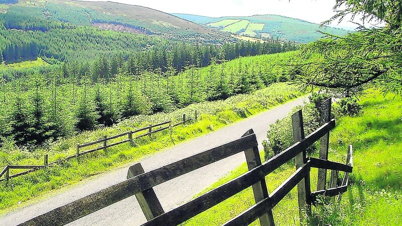 Sitka spruce and lodgepole pine dominate most of the coniferous woodlands of the Slieve Blooms, the largest cover of forestry in Ireland