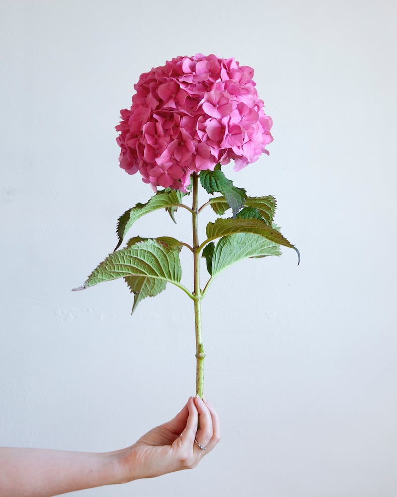 Stories from my Kitchen Table: Pink hydrangea. Photograph: Liza Cauldwell