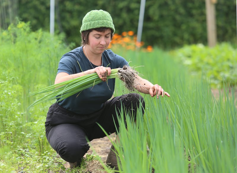 Florence harvesting scallions on the farm. Photograph: Joe O’Shaughnessy 