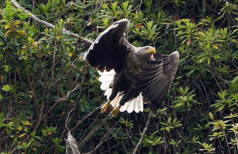 A mature White Tailed Eagle on the search for food, Lough Lein, Killarney National Park. Photograph: Valerie O'Sullivan